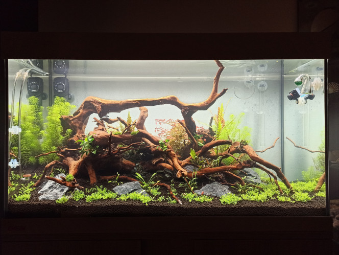 Les racines coulent enfin ! Ce soir grand ménage et retrait des lests avant l'introduction des premiers poissons. Les algues se font très très timides mais les racines champignonnent toujours.