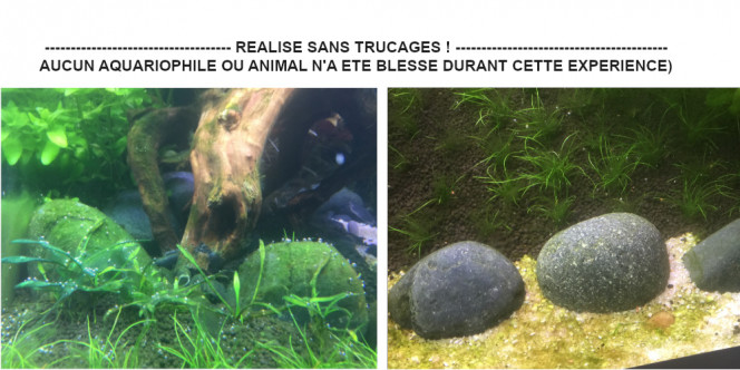 La crevette de Takashi Amano, mangeuse d'algues A la suite de l'introduction de 7 crevettes Cardinia Multidentata (Japonica /Amano) il y a 24 heures, voici le résultat :  A gauche les pierres qu'elles n'ont pas touché - A droite les pierres qu'elles ont méthodiquement nettoyé de leurs algues (filamenteuse verte) ... Conclusion : la crevette du fleuve Yamato boulotte les algues, et le résultat ne se fait pas attendre. Beaucoup d'infos contradictoires circulent au sujet des paramètres requis pour élever ces petites merveilles, et j'ai fini par trouver les paramètres réels du fleuve Yamato (source B-AQUA) => Eau douce à saumatre ----- T° de 20 à 28°C (idéal : 23 à 27°C) ----- 2 à 12° de GH (peut survivre jusqu'à 20°) -----  PH de 6.5 à 8 ----- Brassage moyen dans le bac. Ces crevettes sont plus robustes que la moyenne, et ne se reproduisent pas en eau douce.