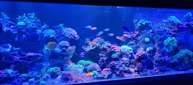  Mon petit recif reprend des couleurs