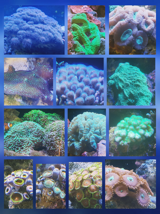 Mes coraux Petite compilation de certaines de mes souches