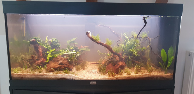 Cyclage en cours Bac toujours un peu trouble mais la matière organique semble commencer à se déposer.
Introduction de vallisnéria achetées chez AquaPlante en milieu de semaine et du coup... Introduction d'escargot :(
Sans doute un fournisseur à éviter par la suite.
