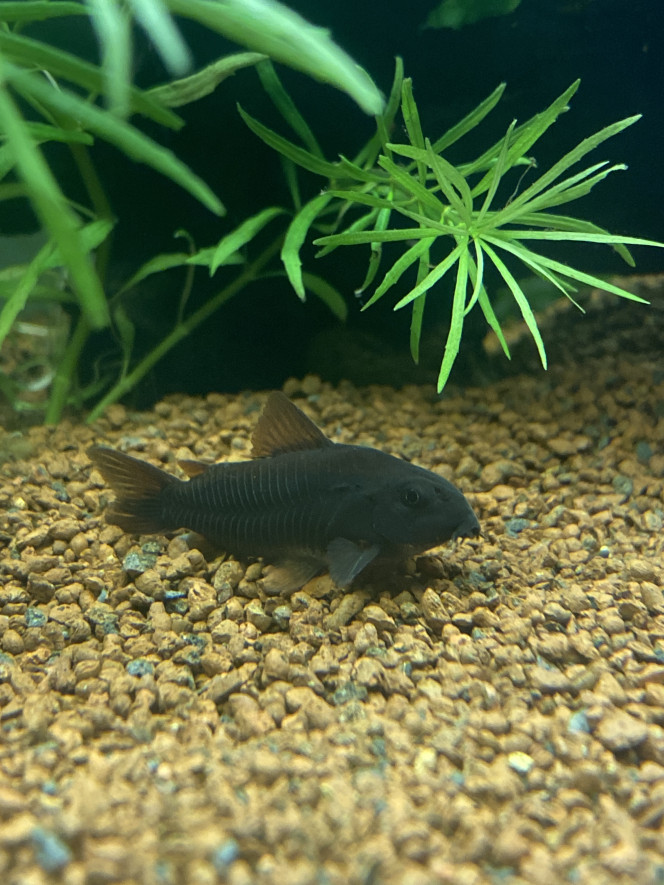 Corydoras venezuela black 