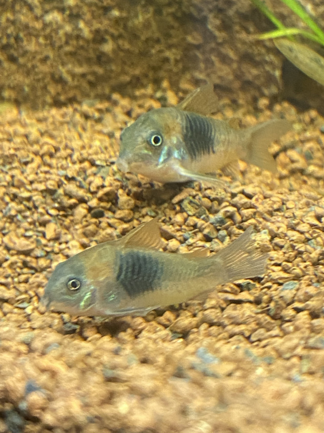 Corydoras venezuela orange 