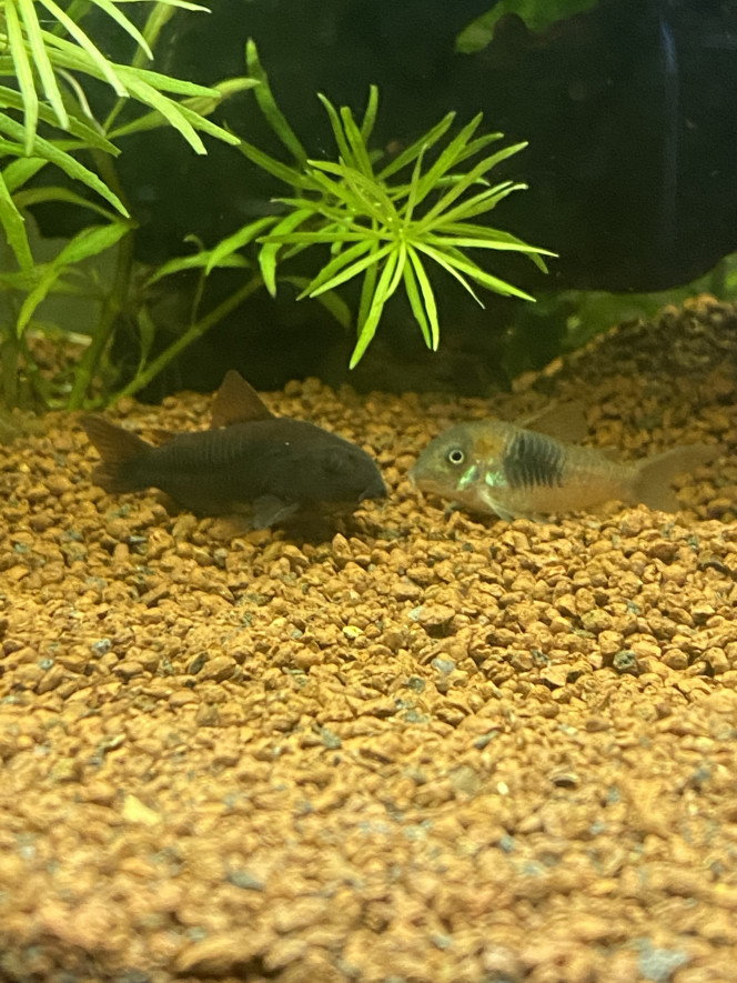 Corydoras venezuela 