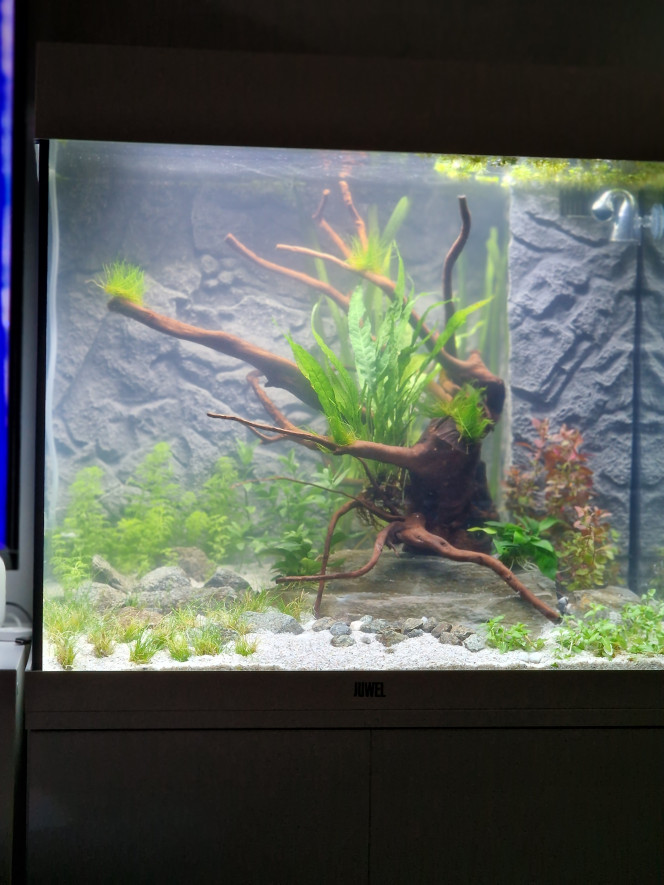 1er jour le 17 février 2023 Décor + plantation + mis en eau