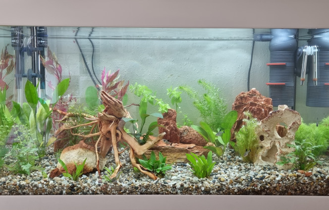  Changement de déco et plantes