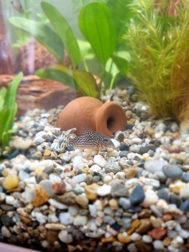  Nous avons 3 corydoras Sterbai