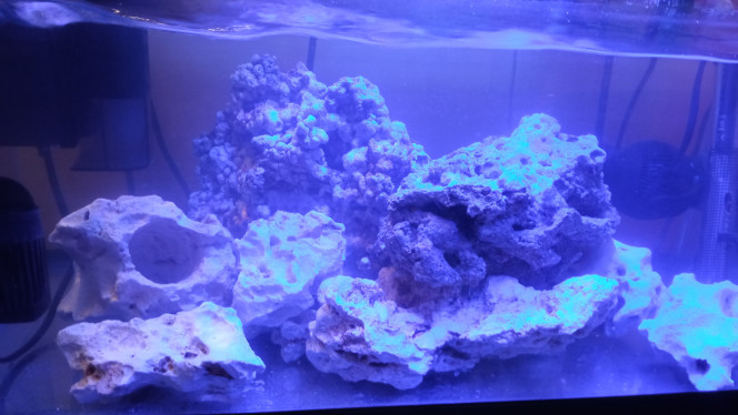 Ajout de pierre vivante 2kg de pierre vivante venant de poissons d'or, composé de trois pierres. La lumière est maintenant allumer de 7h jusqu'à 20 h du soir.