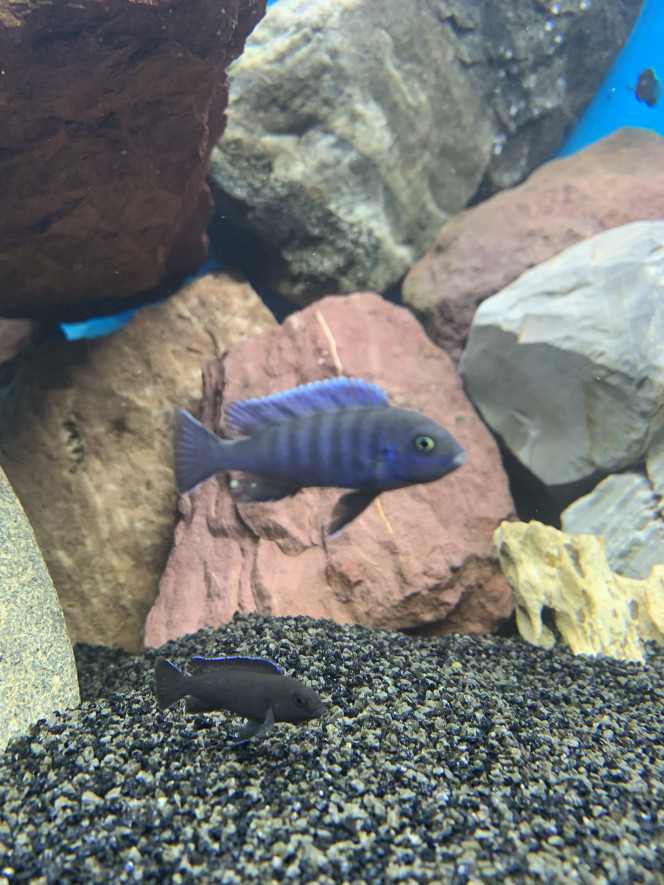 cynotilapia zebroides Le jeune mâle cynotilapia zebroides   . Hâte qu’il grandisse encore un peu et fasse voir ses belles couleurs !