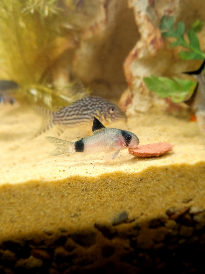  La venue de deux corydoras Panda et la mise en place d'une plage de sable fin pour les corydoras. Merci pour les conseils des pro de Fishfish ?