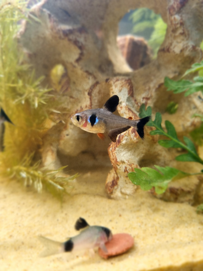  Une des tetras fantômes semble blessée au niveau des branchies, savez-vous si cela peut guérir ou si vous pensez que ça peut-être autre chose... Elle mange avec les autres, bouge normalement mais ça peut lui arriver de remontrer à la surface, les autres ne font pas ça...J'ai remarqué cette marque, il y a quelques jours, je m'inquiète car ça n'a pas l'air de guérir seul.