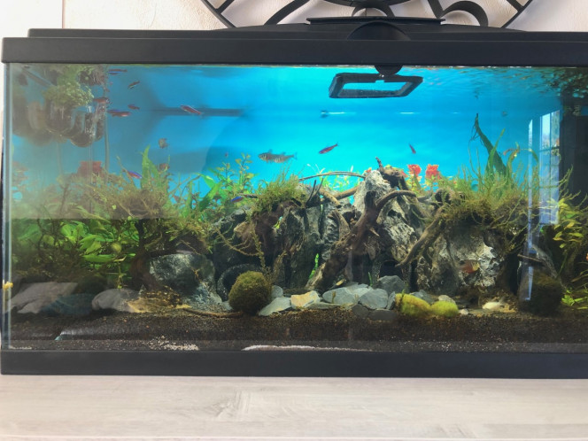 Aquarium 2023 Apres 3 mois sans poisson du au taux très élevé de nitra , les poissons sont arrivés.