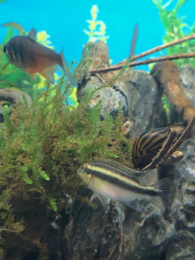Pelmato Male et deux escargots Meritina 