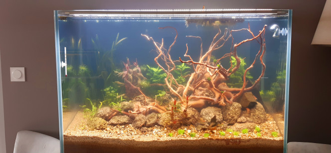 Aqua Aquarium communautaire en début de cyclage. La population sera probablement de l'amazonien... j'ai hâte