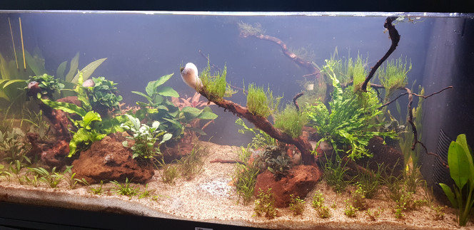 Photo de la semaine Le bac s'éclaircit de plus en plus et la plupart des plantes commencent à bien pousser. 
La glossostigma elatinoides ne bouge pas beaucoup. Les feuilles sont de plus en plus petites et elle ne s'étend pas pour le moment.
Les lilaeopsis s'affine mais poussent correctement pour le moment.
A suivre...