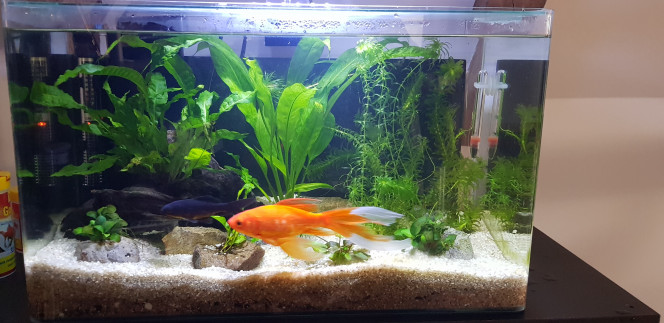 Renouvellement d'eau et petit nettoyage L'Echinodorus Bleheri n'était pas forcément la meilleure idée dans un si petit bac.. mais, ça pousse toujours.