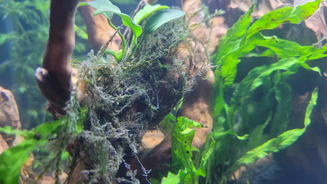 Photographie du post de Louloushrimp 