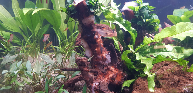 Introduction des premiers poissons 