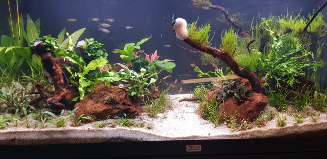 Introduction des premiers poissons 