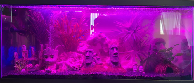Éclairage plantes 
