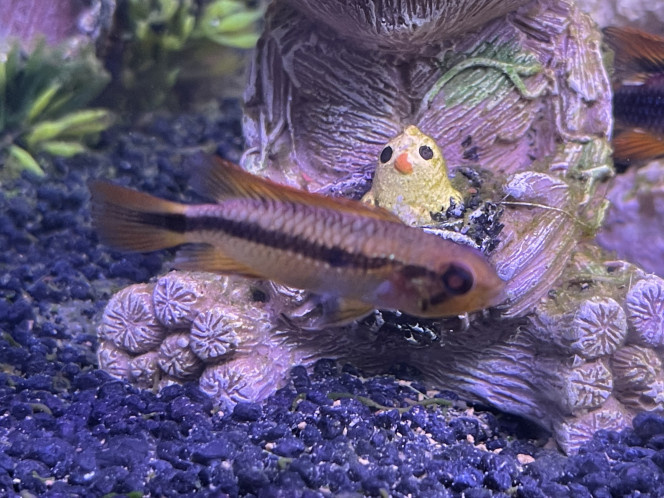 apistogramma agassizii Femelle 