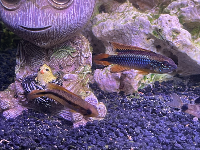 apistogramma agassizii En couple 