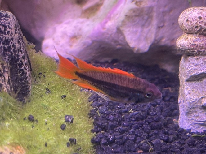 Apistogramma Cacatuiodes orange Mâle dit Rocker 