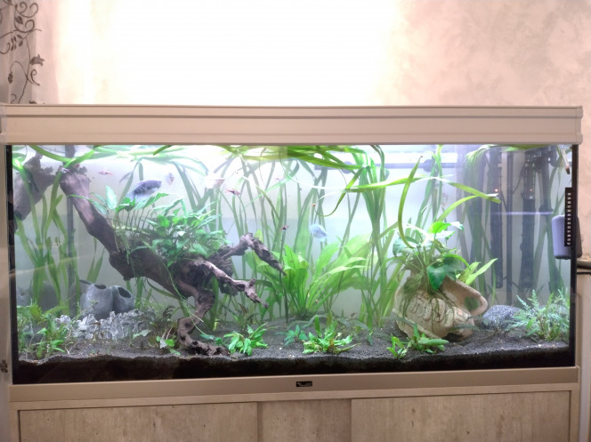 aquarium après quelques améliorations Modification afin de pouvoir fusionner l'aquarium de 150 L avec celui ci et qu'il puisse accueillir sa  faune .