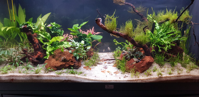 La photo du dimanche Après siphonnage renouvellement de 10% d'eau (20 litres)