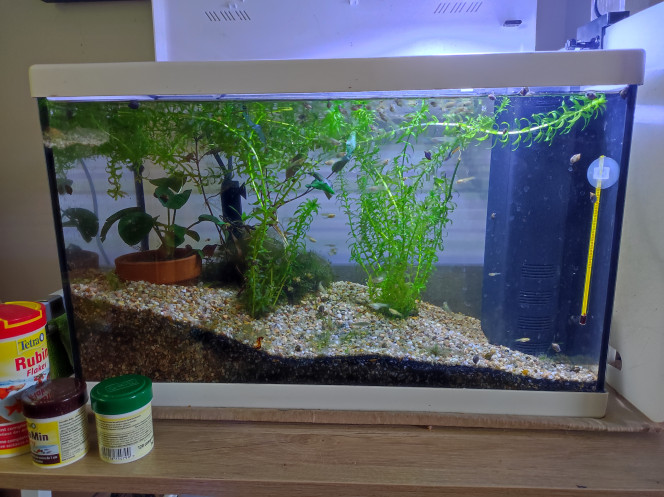 Harem 40 litres pour les demoiselles guppys endler