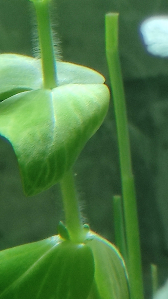 Deuxième inquiétude mais tranquille. La première étant un bloom bactérien.
J'avais peur d'une algue, en fait c'est juste une bacopa lanigera