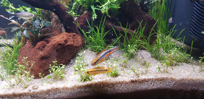 Apistogramma Agassizii - Couple Introduction d'un couple d'apistogramma agassizii (Double Red ?)