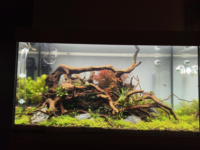 Les algues brunes semblent apprécier la HCC... J'ai déplacé ma grosse rampe en avant pour voir si ça ne vient pas de ça. Toujours dur dur pour le myriophyllum...
À ma plus grande surprise j'ai aussi entrevu un alevin, probablement un danio mais disparu depuis.