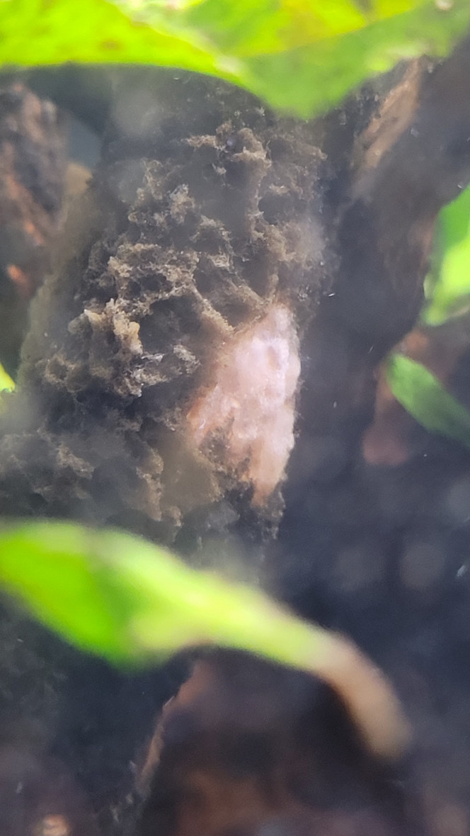 Photographie du post de Louloushrimp 