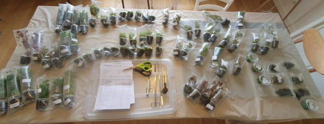 C'est parti pour la plantation ! 