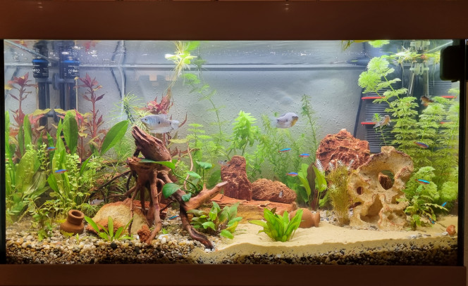 LE CANYON  OCCITAN en mars 2023 Après deux mois, une végétation luxuriante !
Paramètres de l'aquarium au top !
Et habitants heureux !