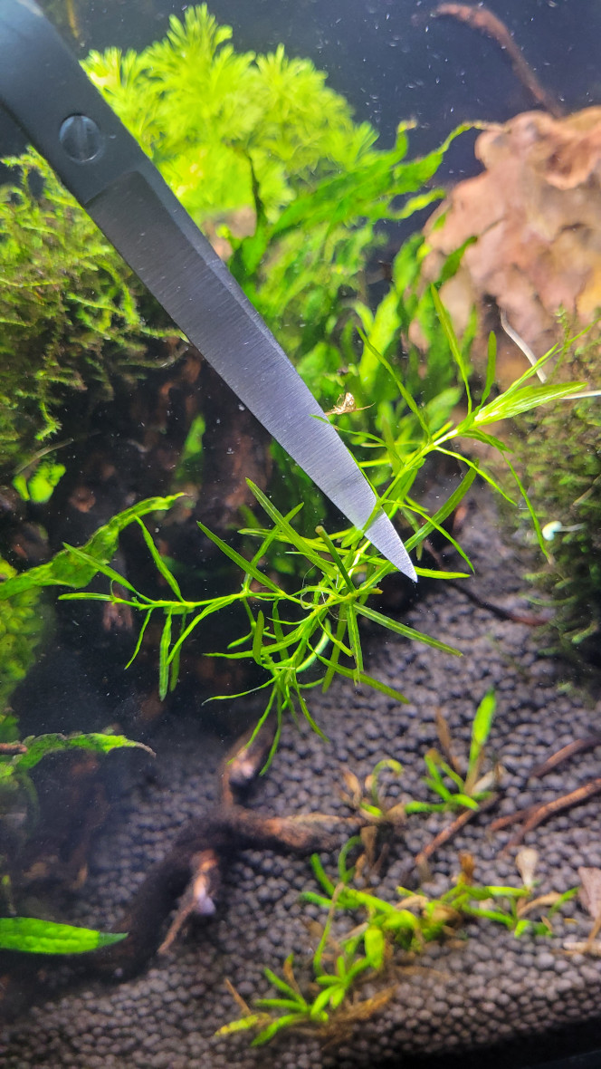 Photographie du post de Louloushrimp 