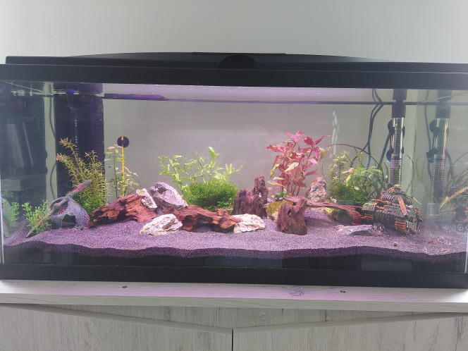 Ajout plantes d'arrière plan Allez encore un petit rajout pour habiller l'arrière de l'aquarium avec deux plants de Ceratopteris Cornuta