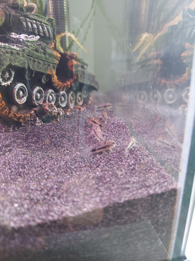 Débarquement des Corydoras Ça y est les corys Habrosus viennent de débarquer ce matin dans mon aquarium principal

Encore un peu timides pour le moment mais ils semblent prendre leurs marques rapidement avec leurs copines les crevettes