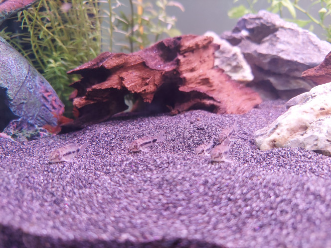 Débarquement des Corydoras Ça y est les corys Habrosus viennent de débarquer ce matin dans mon aquarium principal

Encore un peu timides pour le moment mais ils semblent prendre leurs marques rapidement avec leurs copines les crevettes