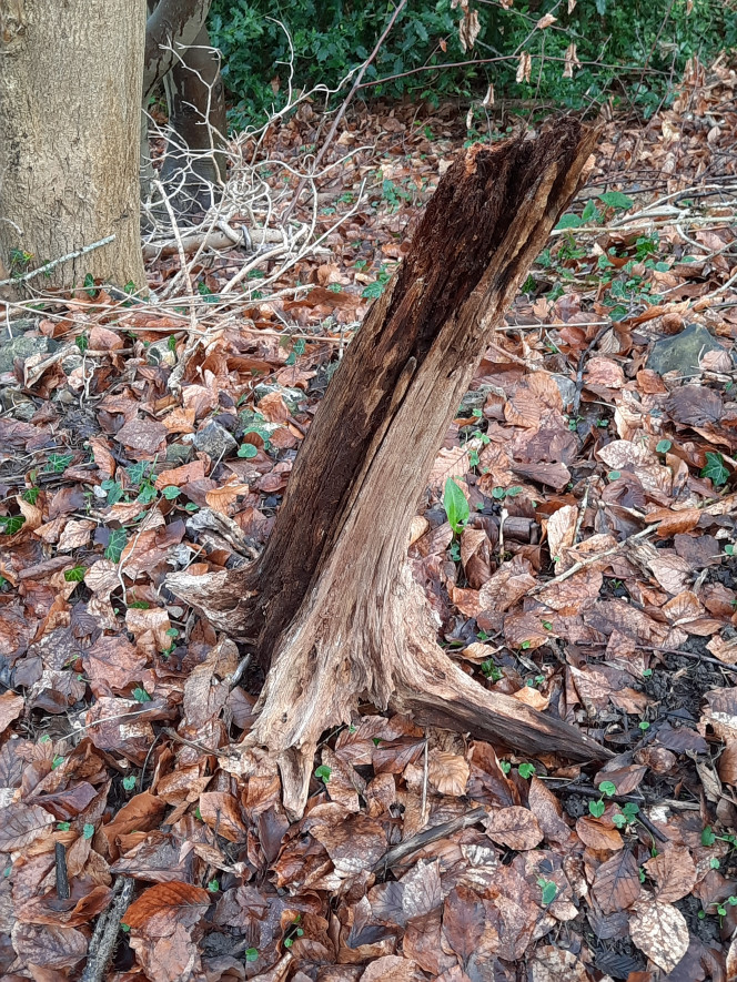 Photographie du post de Koala75000 