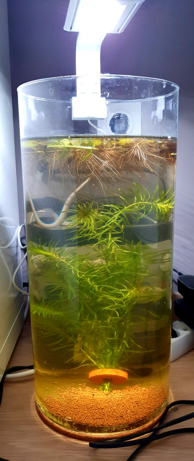 Aqua Mon élevage de daphnies... ça commence à grossir et à se reproduire.  Ce devrait être prêt pour l'arrivée des poissons.

Après 1 mois 1/2, c'est une réussite. Je peux alimenter 1 fois par semaine mes poissons avec des daphnies de bonne taille. J'ai élever du plancton pour nourrir les daphnies mais finalement je n'en ai pas besoin car je nourris mes planorbes avec des legumes et les déjections des planorbes nourrissent mon eau et mes daphnies qui filtrent l'eau (elle est cristalline). Je ne peux pas vous faire voir le résultat car en photo ca ne rend rien et on ne peut pas poster de vidéo sur fishfish. Je vous mets le lien sur FB pour ceux que ça intéresse.  
https://m.facebook.com/groups/429060036083070/permalink/557814529874286/
Bon WE prolongé à tous