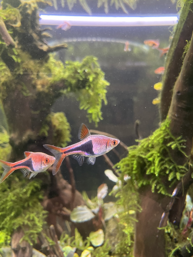 Tour d’horizon de la population Badis badis 4 jours depuis leurs arrivé ils commencent à prendre de très belle couleur  
Idem pour les leeri