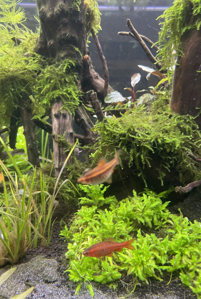Tour d’horizon de la population Badis badis 4 jours depuis leurs arrivé ils commencent à prendre de très belle couleur  
Idem pour les leeri