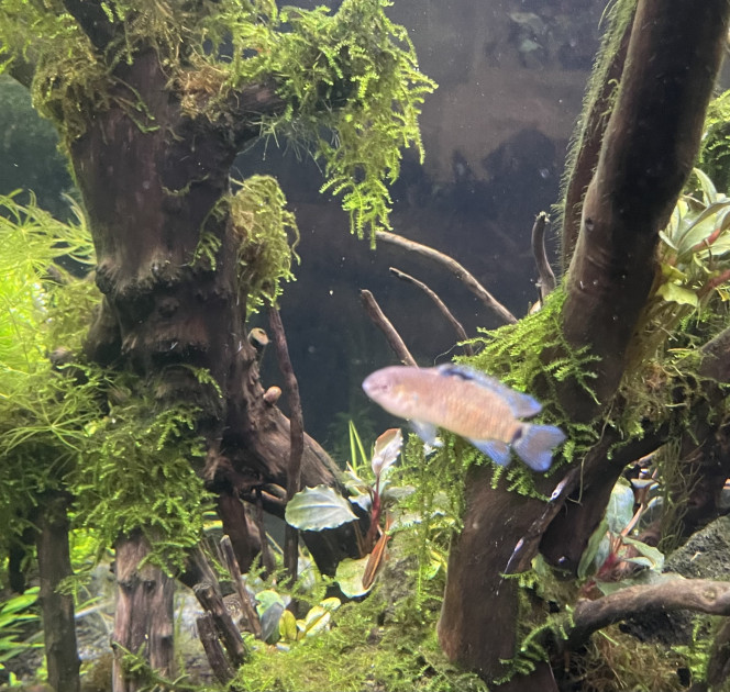 Tour d’horizon de la population Badis badis 4 jours depuis leurs arrivé ils commencent à prendre de très belle couleur  
Idem pour les leeri