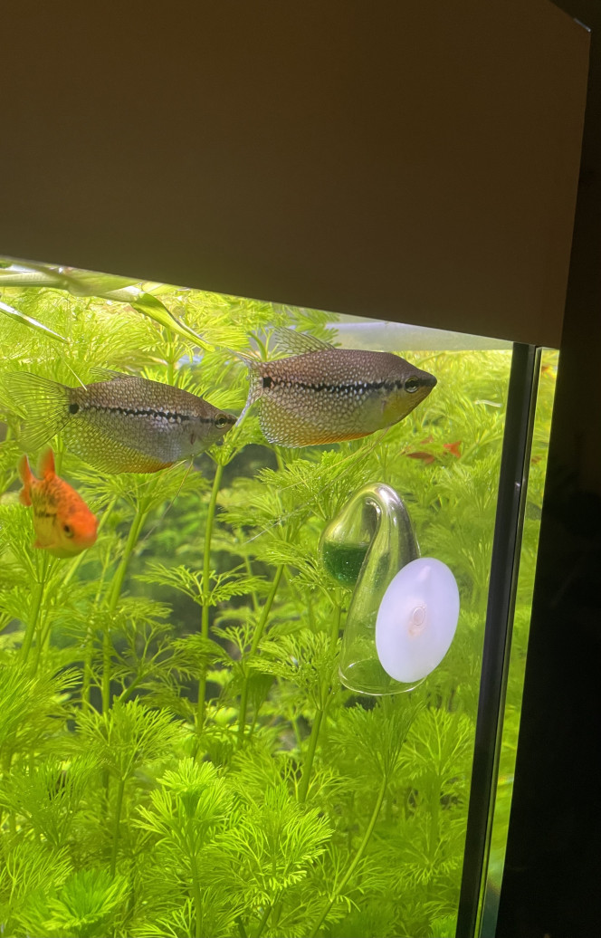 Tour d’horizon de la population Badis badis 4 jours depuis leurs arrivé ils commencent à prendre de très belle couleur  
Idem pour les leeri