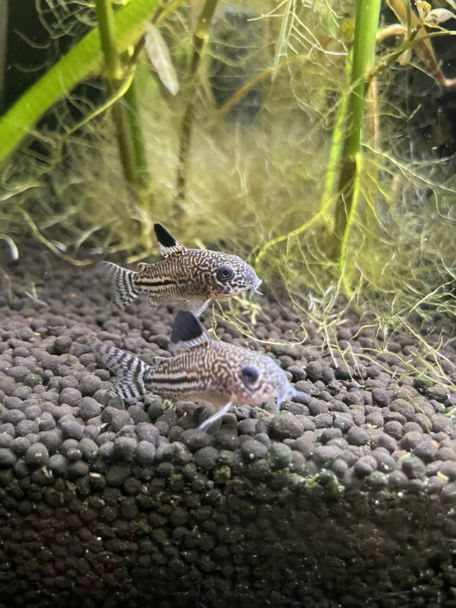 Tour d’horizon de la population Badis badis 4 jours depuis leurs arrivé ils commencent à prendre de très belle couleur  
Idem pour les leeri