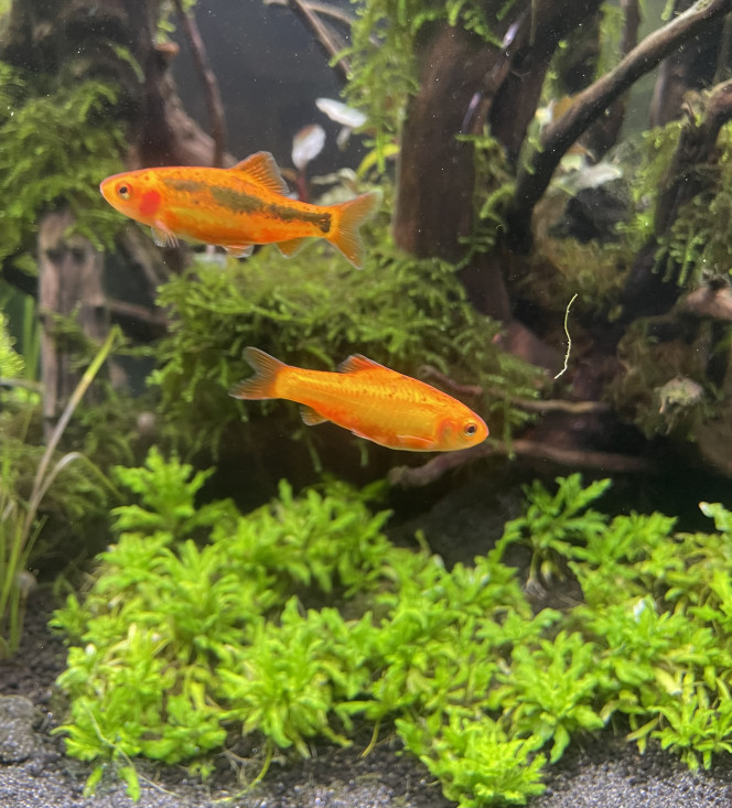 Tour d’horizon de la population Badis badis 4 jours depuis leurs arrivé ils commencent à prendre de très belle couleur  
Idem pour les leeri