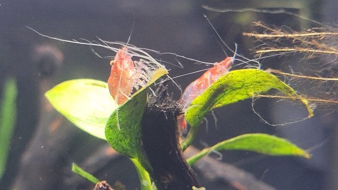 Photographie du post de Louloushrimp 