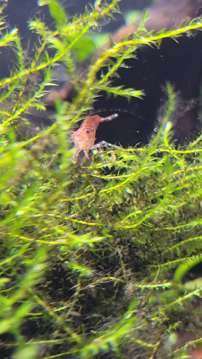 Photographie du post de Louloushrimp 